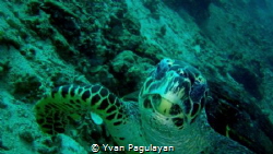 upclose and personal by Yvan Pagulayan 